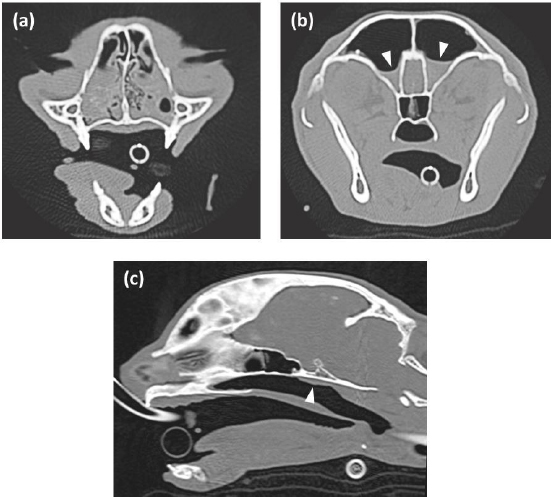 Long-term management of a cat with nasopharyngeal lymphoma by ...