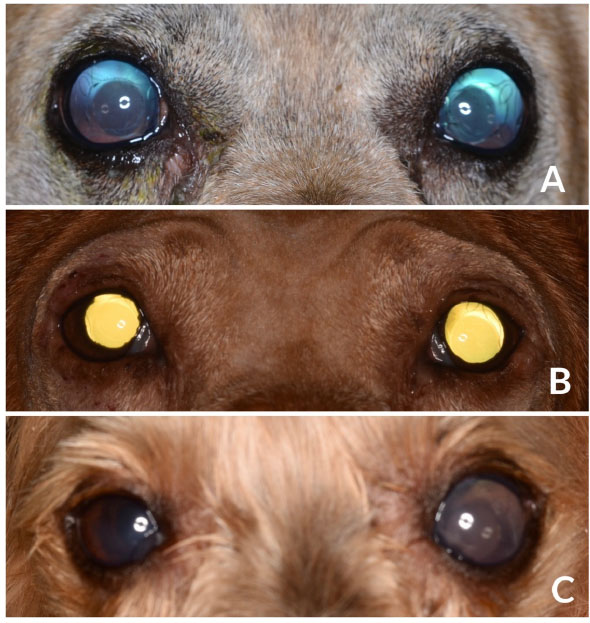 Dog cataract surgery reviews outlet