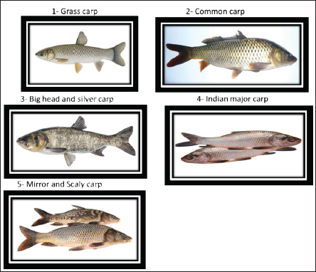 Carp Identification